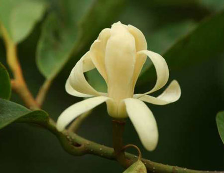 木兰花的花语和寓意是什么？