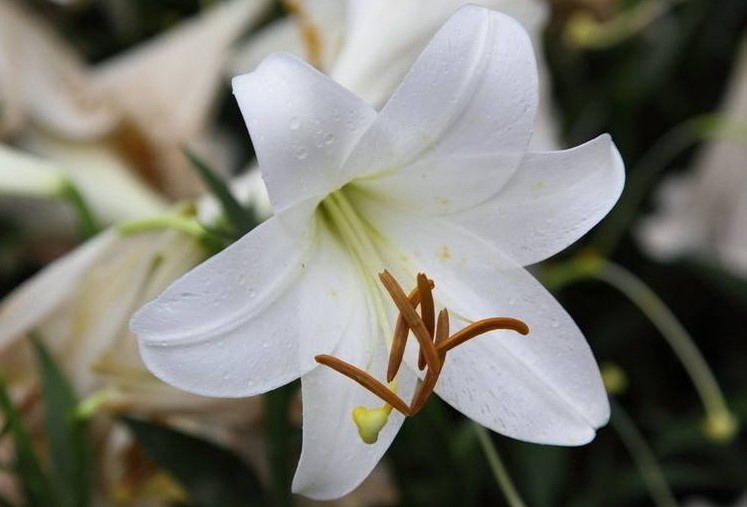 不同颜色的百合花代表什么花语？