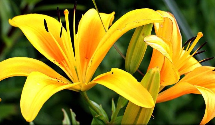 不同颜色的百合花代表什么花语？