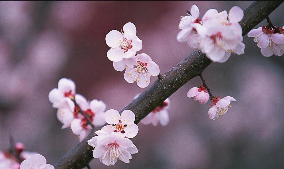 桃花的花语是什么？