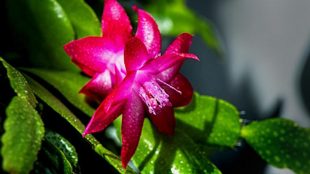 蟹爪兰的花语和养护方法