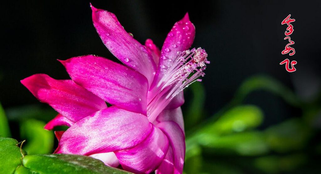 蟹爪兰的花语和养护方法