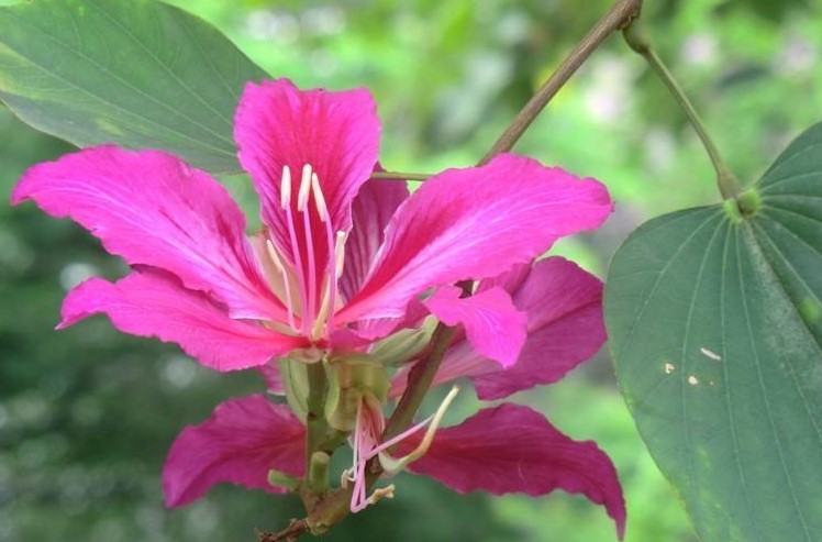 红花羊蹄甲的花语是什么？羊蹄甲要如何养殖？