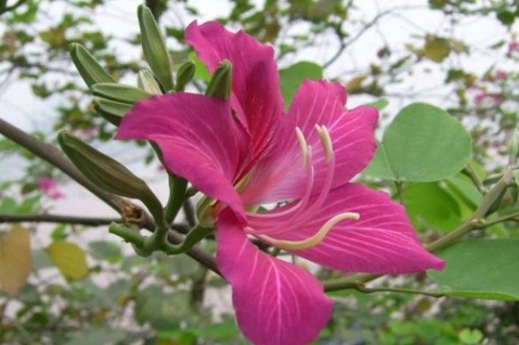 红花羊蹄甲的花语是什么？羊蹄甲要如何养殖？