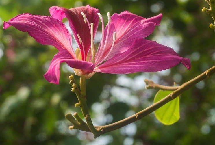 红花羊蹄甲的花语是什么？羊蹄甲要如何养殖？