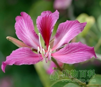 【认识红花羊蹄甲】红花羊蹄甲简介