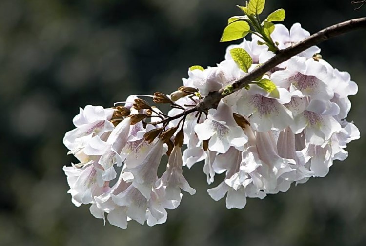 泡桐花的花语是什么？