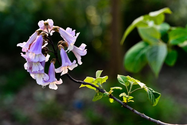 泡桐花的花语是什么？