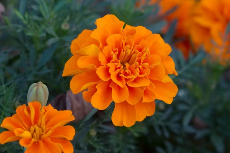 孔雀草的花语是什么？