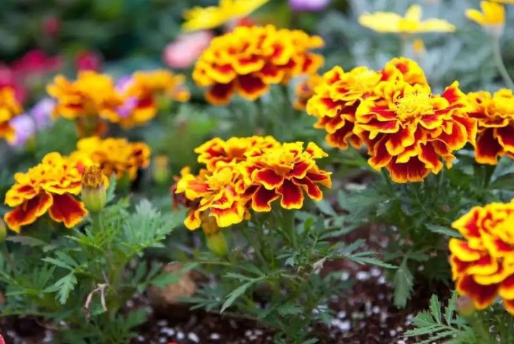 孔雀草的花语是什么？