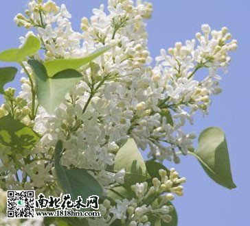 五月丁香花开满园，花随风舞阵阵幽香