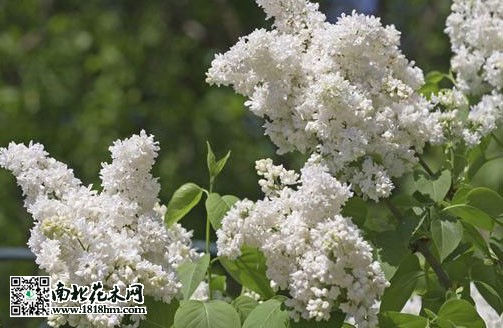 五月丁香花开满园，花随风舞阵阵幽香