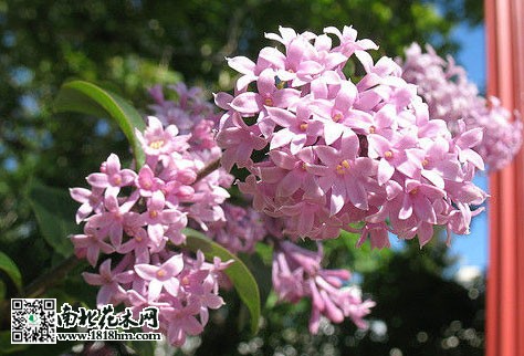 五月丁香花开满园，花随风舞阵阵幽香