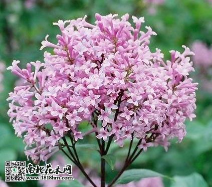 五月丁香花开满园，花随风舞阵阵幽香