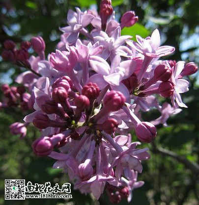 五月丁香花开满园，花随风舞阵阵幽香