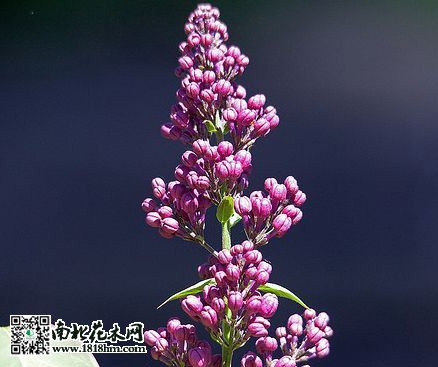 五月丁香花开满园，花随风舞阵阵幽香