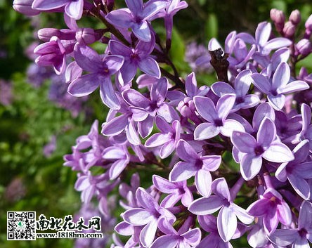 五月丁香花开满园，花随风舞阵阵幽香