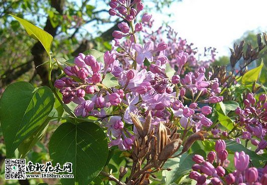 五月丁香花开满园，花随风舞阵阵幽香