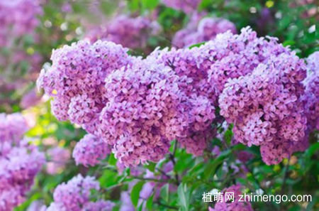 丁香花盆栽栽培技术，盆栽丁香花如何管理