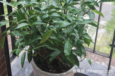 丁香花盆栽栽培技术，盆栽丁香花如何管理