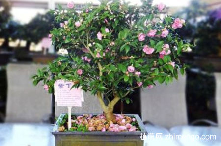 丁香花盆栽栽培技术，盆栽丁香花如何管理