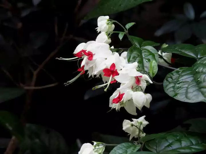 龙吐珠花语