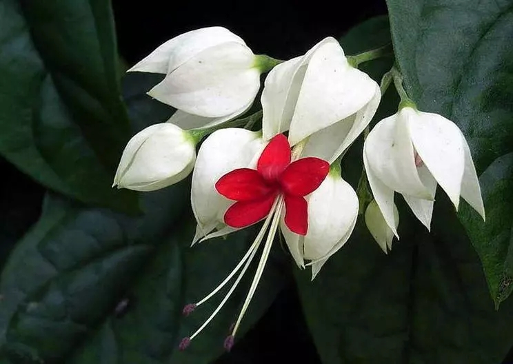 龙吐珠花语