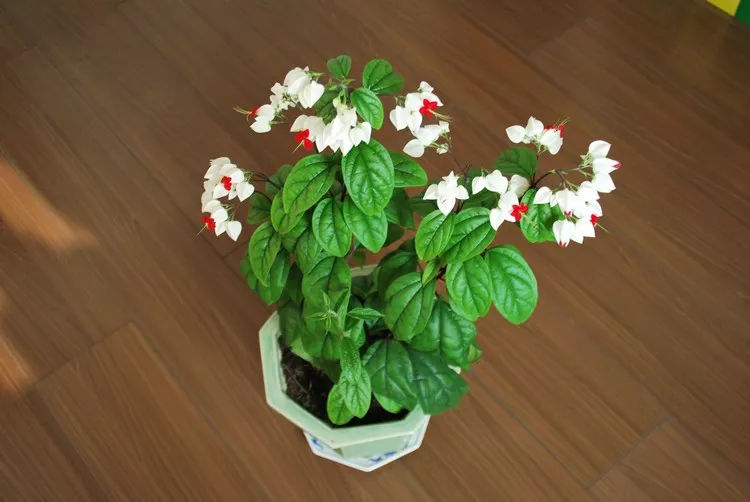龙吐珠花语