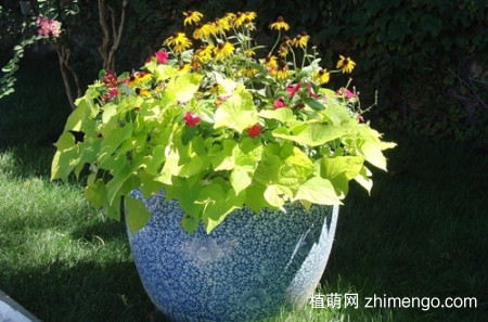 盆花早春怎么养护管理