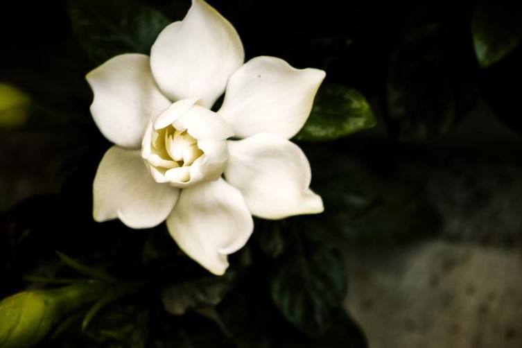 栀子花的花语和象征寓意是什么？