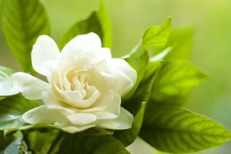 栀子花的花语和象征寓意是什么？