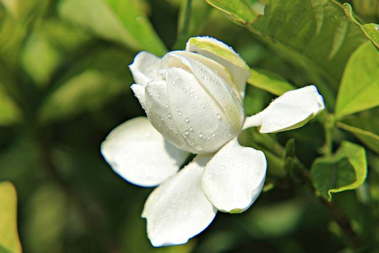 栀子花的花语和象征寓意是什么？
