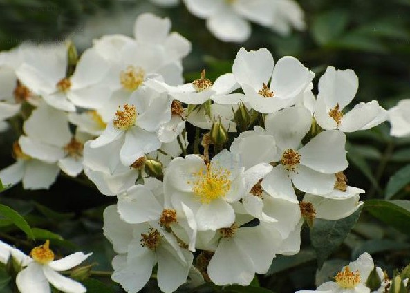 荼蘼花花语
