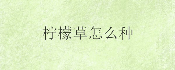 柠檬草怎么种