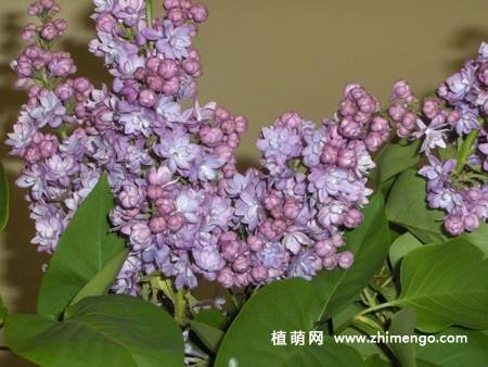 11张紫丁香图片