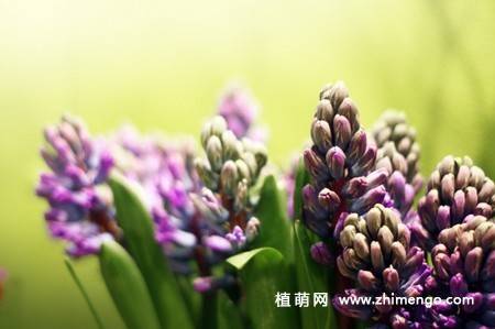 11张紫丁香图片