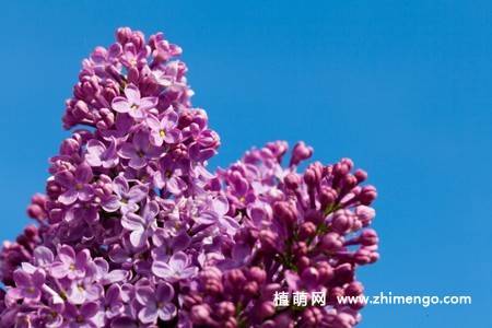 11张紫丁香图片