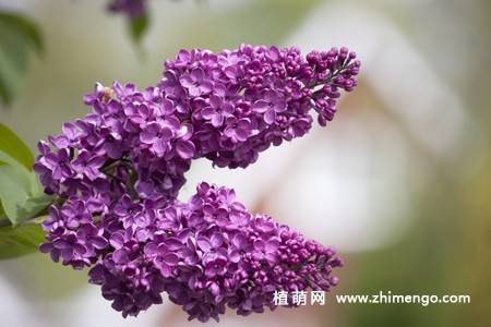 11张紫丁香图片