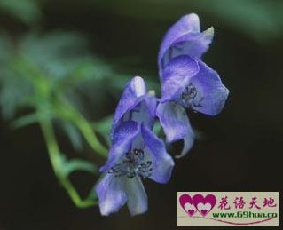 五毒根、乌头的花语和传说故事