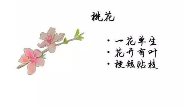 桃花、杏花、樱花、梨花、李花的区别方法