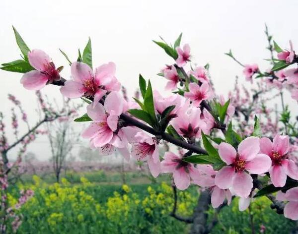 桃花、杏花、樱花、梨花、李花的区别方法