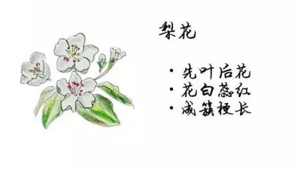 桃花、杏花、樱花、梨花、李花的区别方法