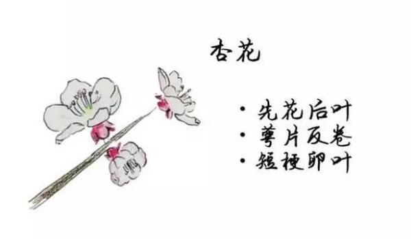 桃花、杏花、樱花、梨花、李花的区别方法