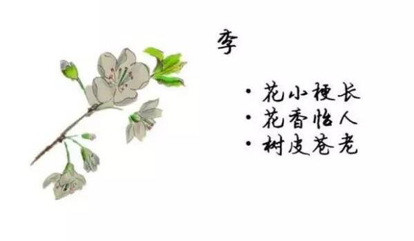 桃花、杏花、樱花、梨花、李花的区别方法
