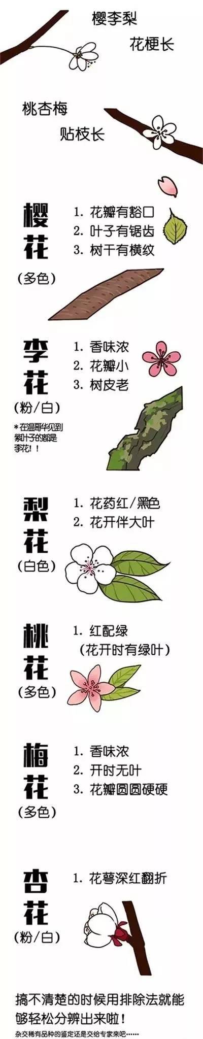 桃花、杏花、樱花、梨花、李花的区别方法