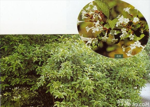 香荚蒾的相关知识 一招识别香荚蒾与丁香！