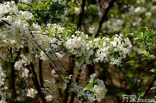 香荚蒾的相关知识 一招识别香荚蒾与丁香！