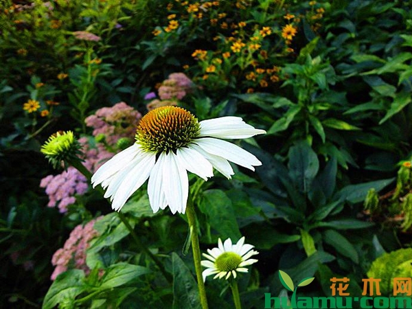 白花松果菊
