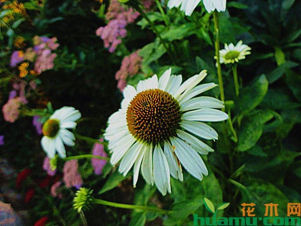 白花松果菊