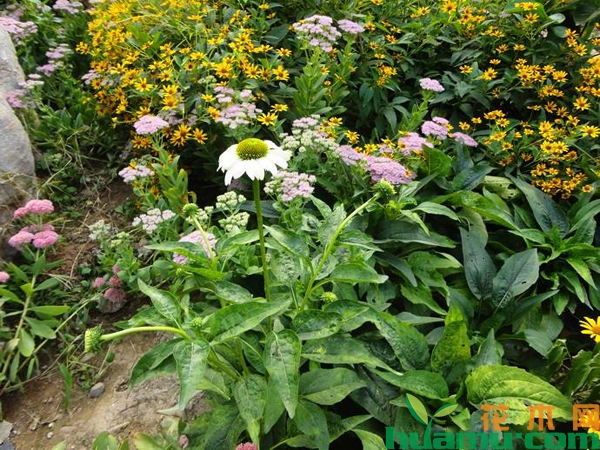 白花松果菊